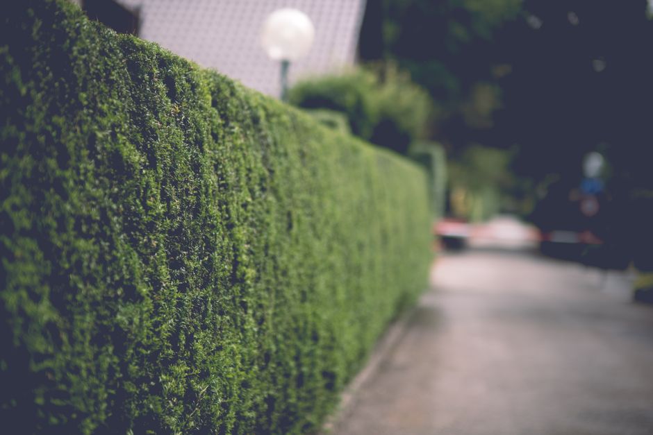 Choosing Native Hedge Species for Your Climate and Soil