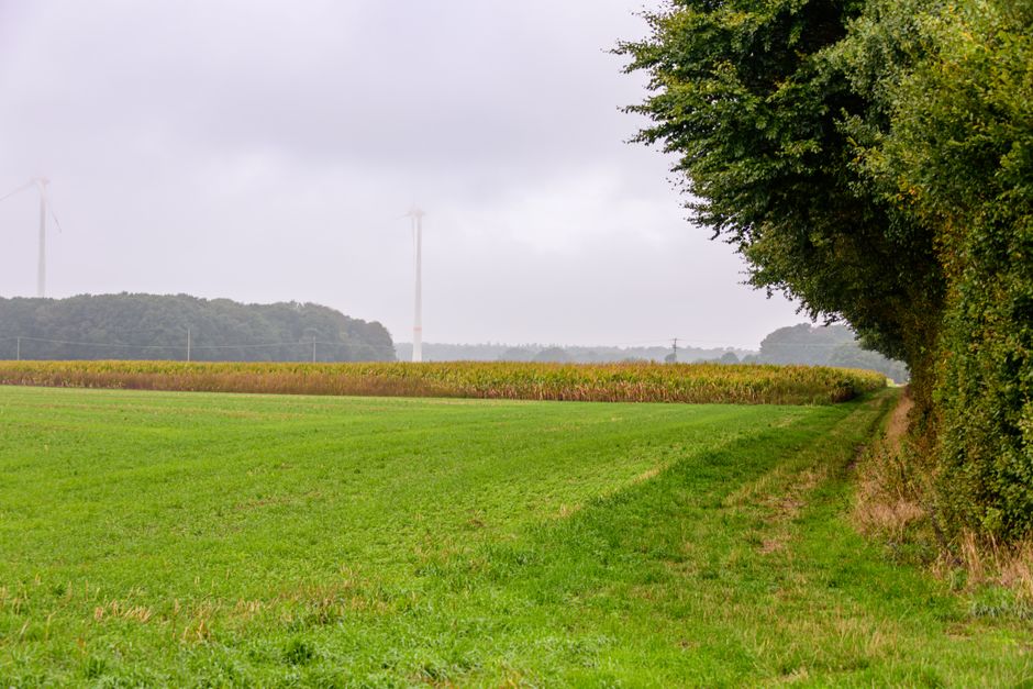 Native Hedges for Small Farms: Shelter, Boundaries, and Biodiversity