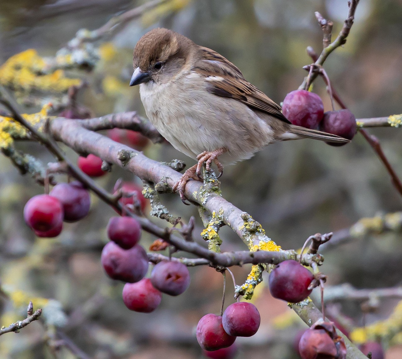 Which Native Hedge Plants Feed Birds, Bees, and Butterflies?