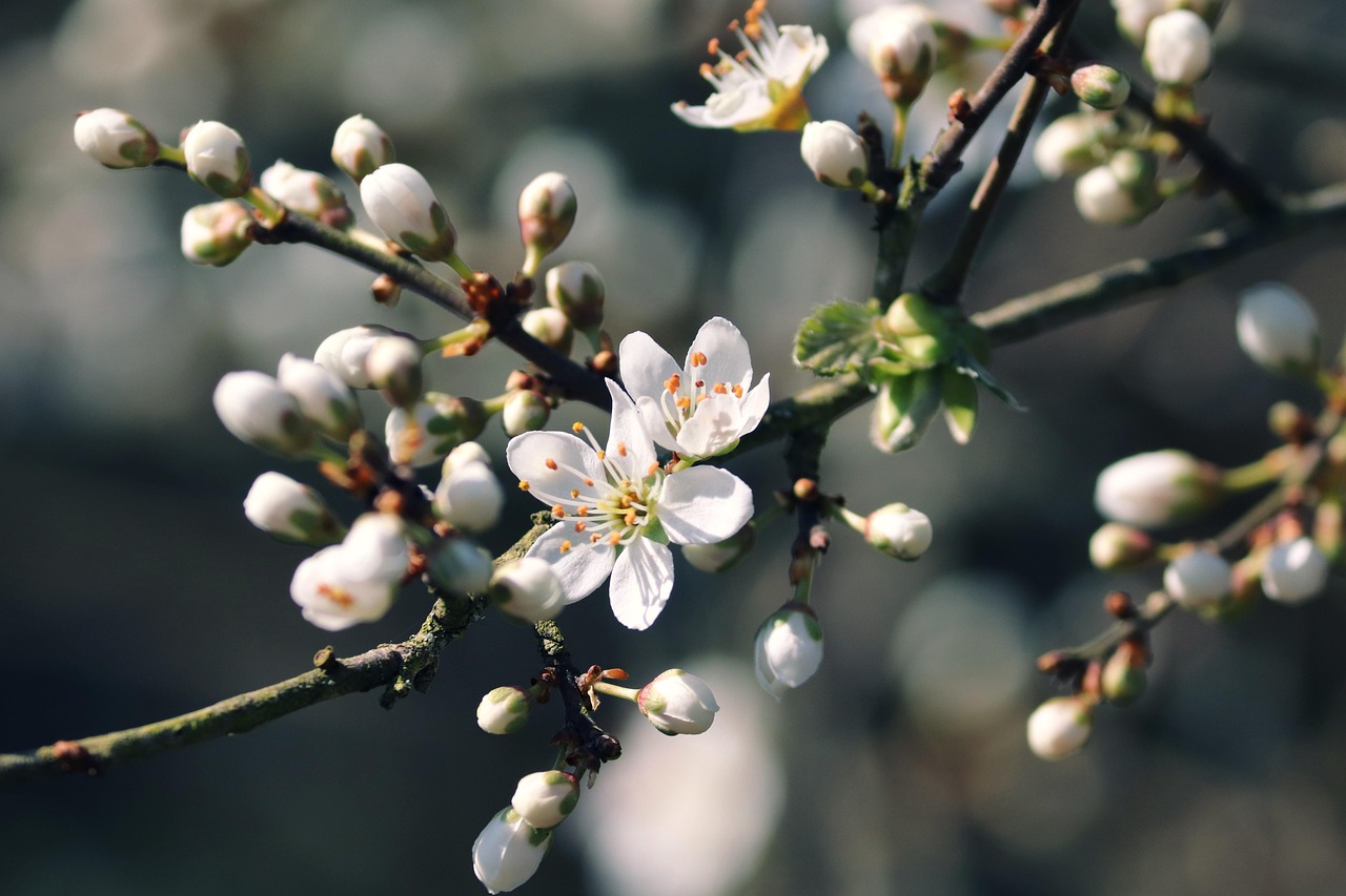 Year-Round Hedge Care: A Seasonal Maintenance Calendar